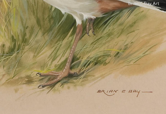 Lapwing at Blakeney Goauche on board by Brian C. Day, detail 2