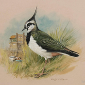 Lapwing at Blakeney Goauche on board by Brian C. Day